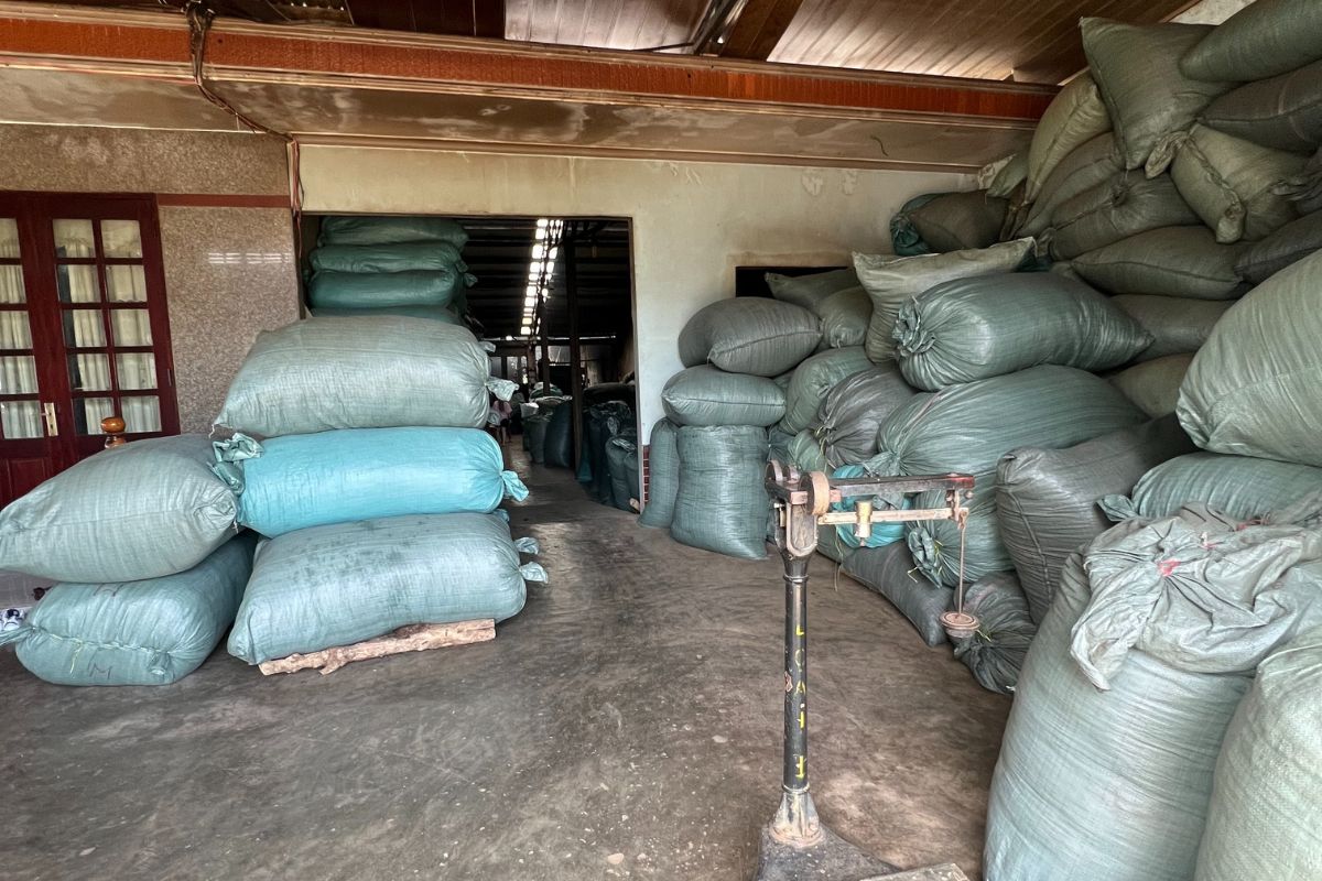 Tea Processing